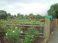 Oatlands War Memorial allotments