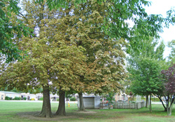 Site of Roseneath Voluntary Hospital