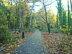 South Hill Wood